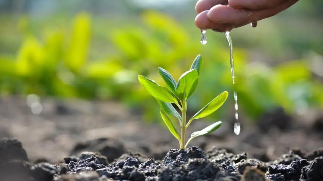 Maharashtra: Every panchayat in Latur must plant 1,000 saplings, says minister