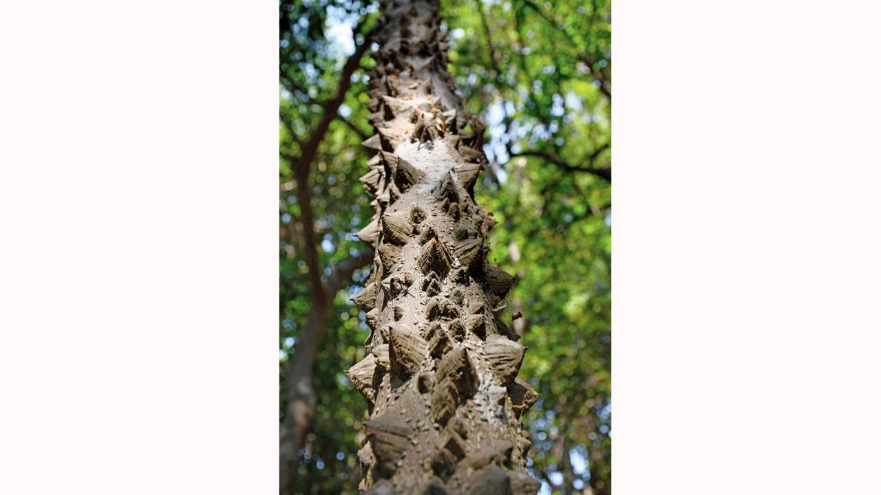 The jagged trunk of a tirphal tree. Those who “re-grow” man-made groves on barren land study climatic zones and the flora in them to curate a list of species to put together