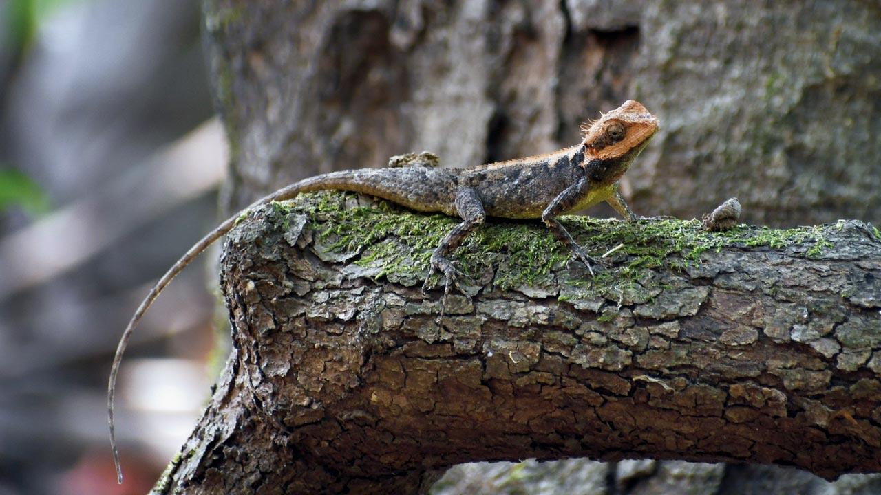 A Forest Calotis spotted at Mulshi’s Waghjai devrai. Matters of ownership complicate the conversation around groves’ protection; they are spread across privately owned land and protected forests