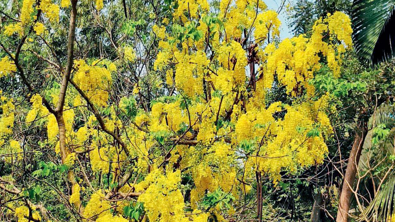 The beautiful rain predictor in full bloom at the Dadar garden