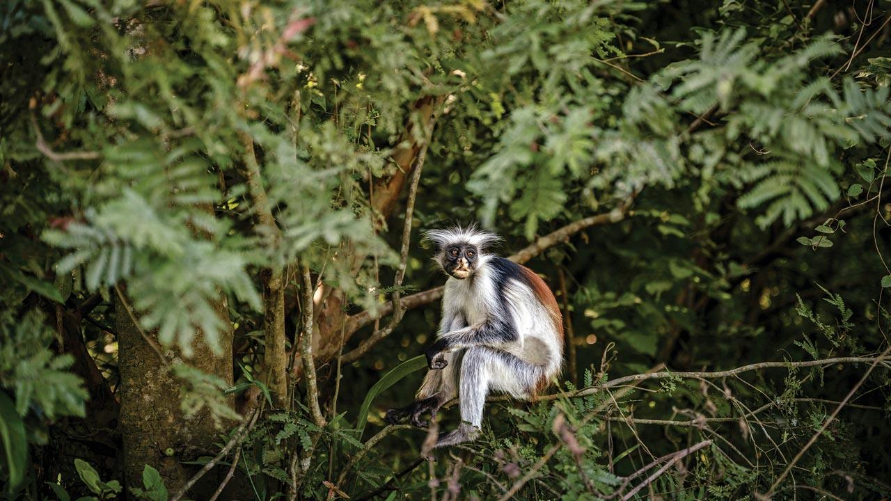 A  recluse of the forest the white and black colobus monkey have been recently found wandering into orchards, trying to eat the produce due to loss of their habitat. Pic/Getty Images 