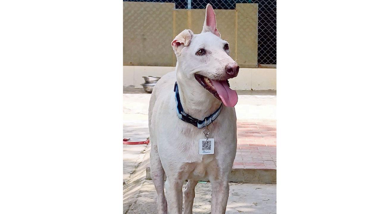 A stray wears the QR-coded tag collar
