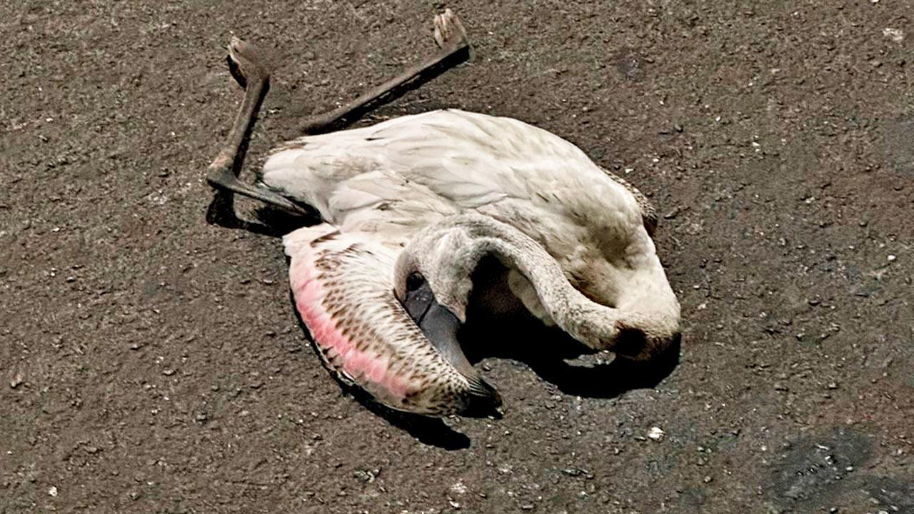 Navi Mumbai: Flamingo found dead after fatal accident on Palm Beach Road