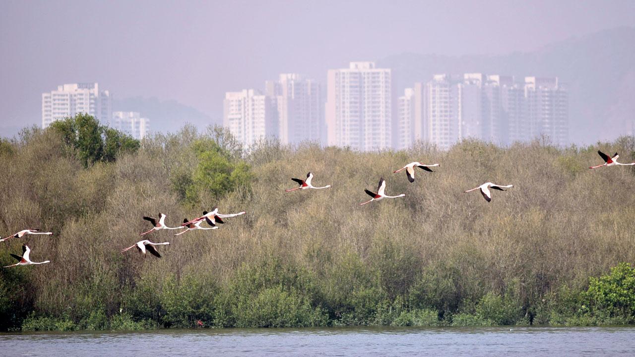The Thane Flamingo Sanctuary sequesters carbon, while preventing over siltation of the Mumbai Harbour. FILE PIC