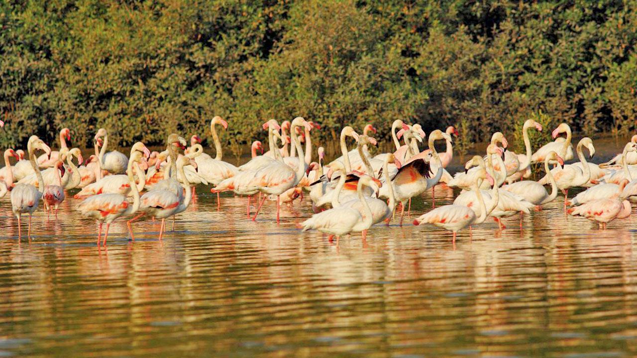 Flamingos at TS Chanakya wetlands