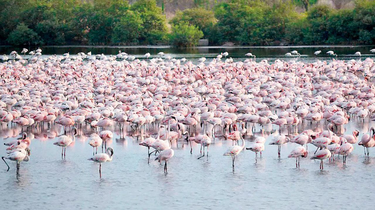 Five more flamingos found dead, seven injured in Navi Mumbai
