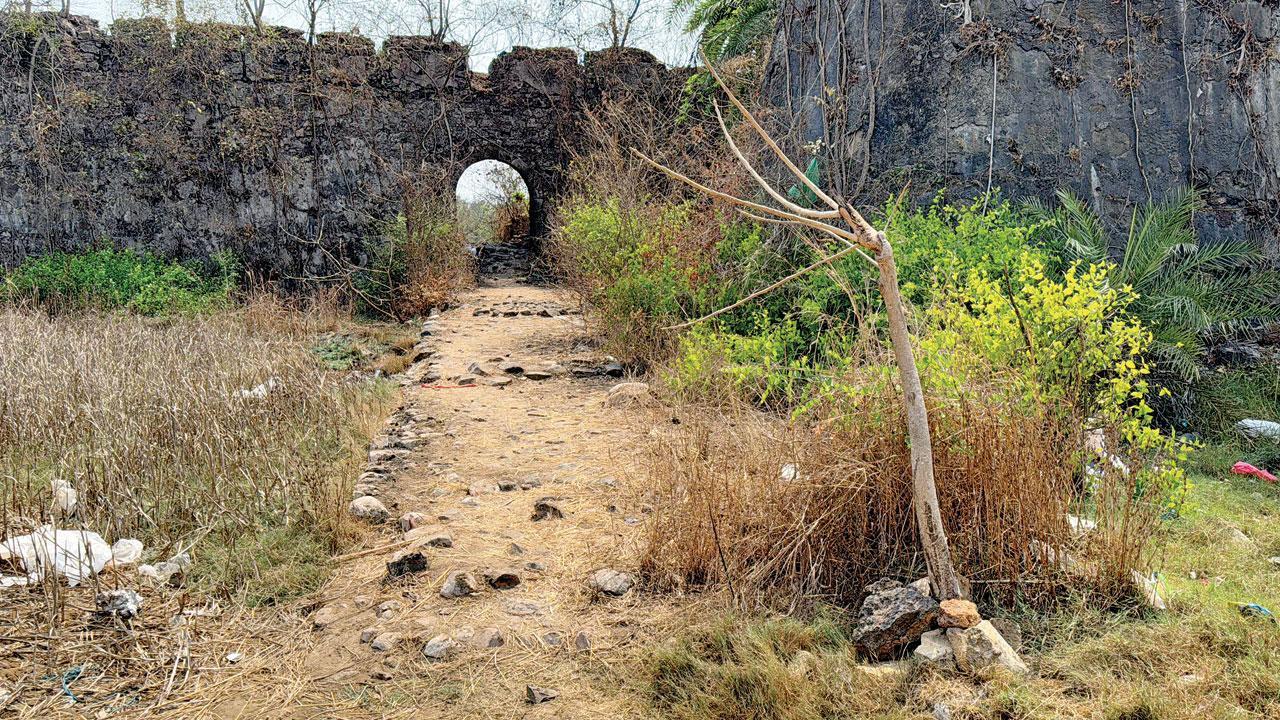 First-time leopard sighting near Vasai fort leaves experts puzzled
