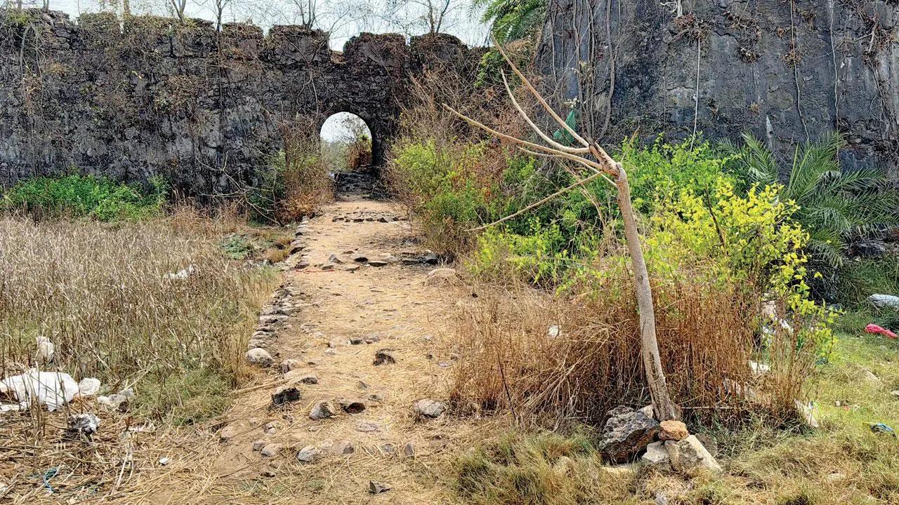 Two cages installed to trap leopard that created terror in Vasai