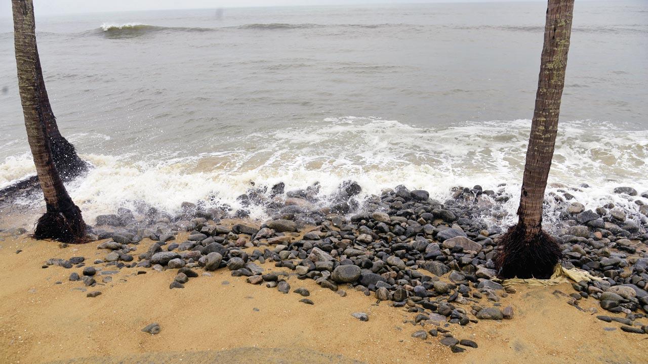 Not just vegetation, but people’s homes and means of livelihood have been destroyed. Pointing to the bare village bordering the sea, Chuliparambil says there were nearly 30-40 coconut trees on a five-cent plot of land, but now those coconut trees are bare 