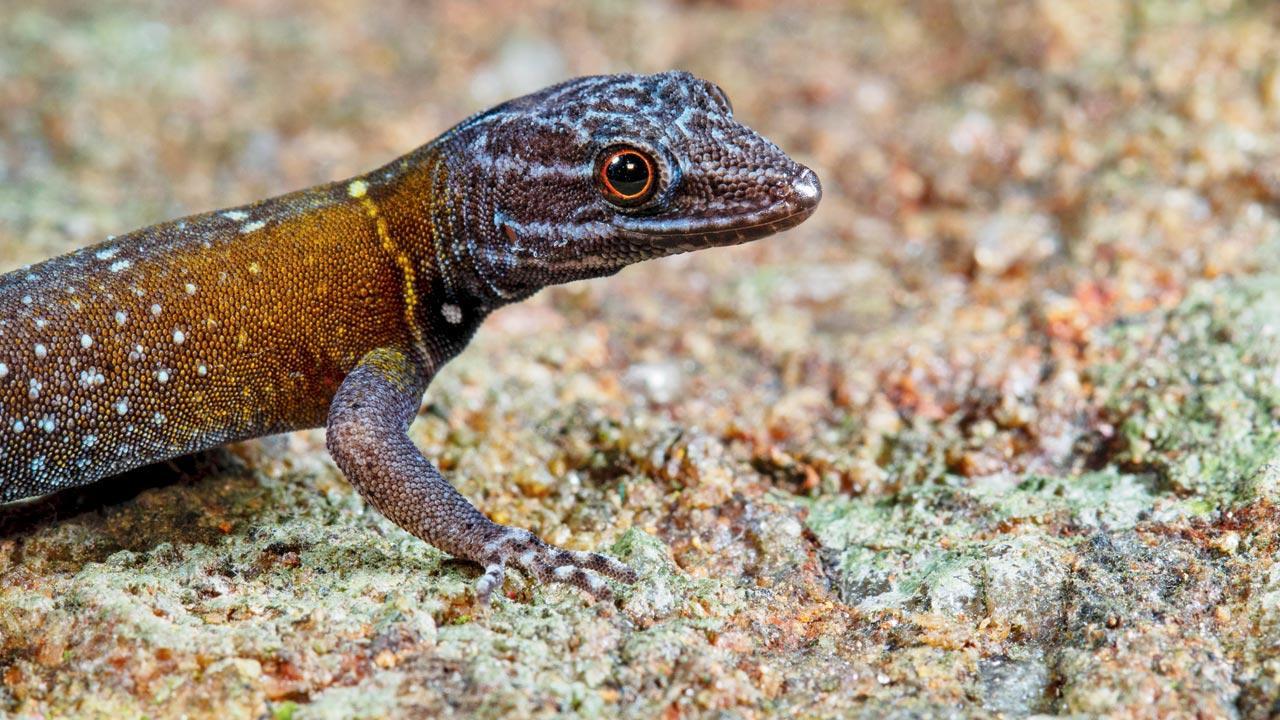 This tiny lizard found in Tamil Nadu is named after Vincent Van Gogh