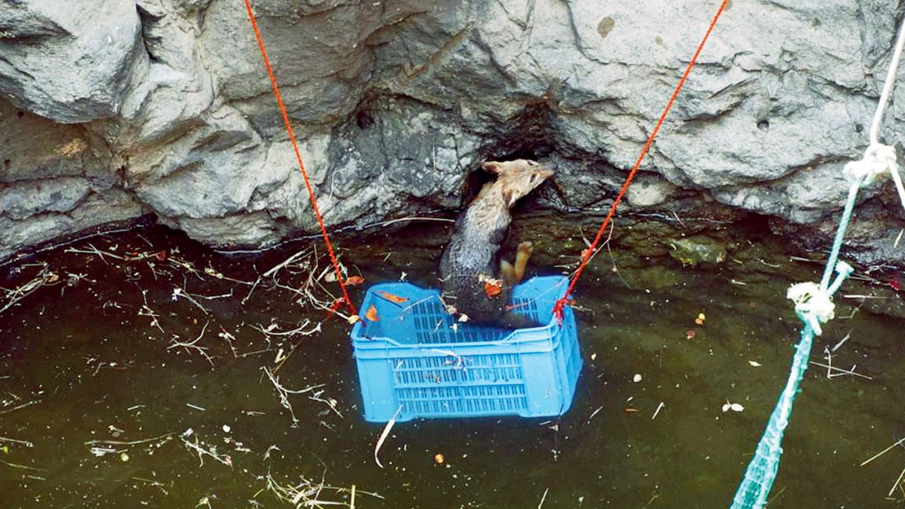 Golden jackal being rescued after falling inside a well