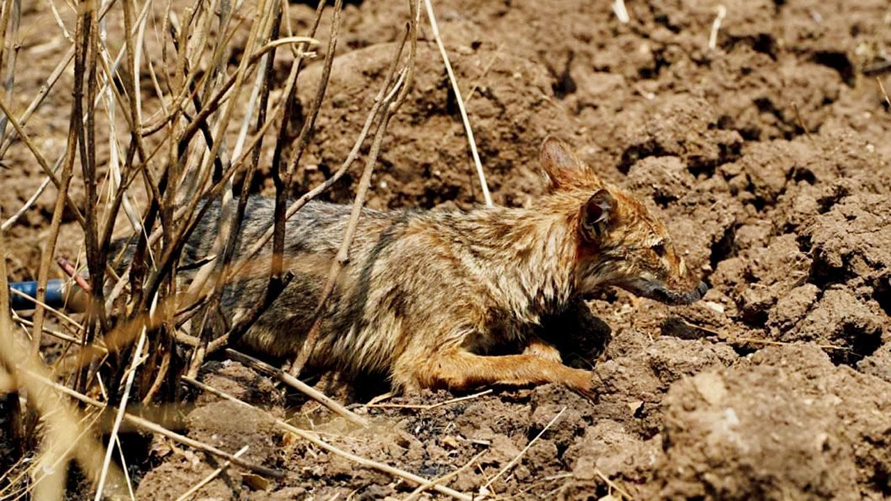 Maharashtra: Golden Jackal rescued after falling into a deep well