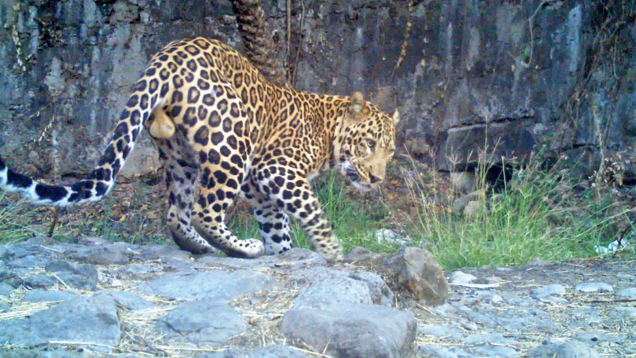 Camera trap image of the leopard