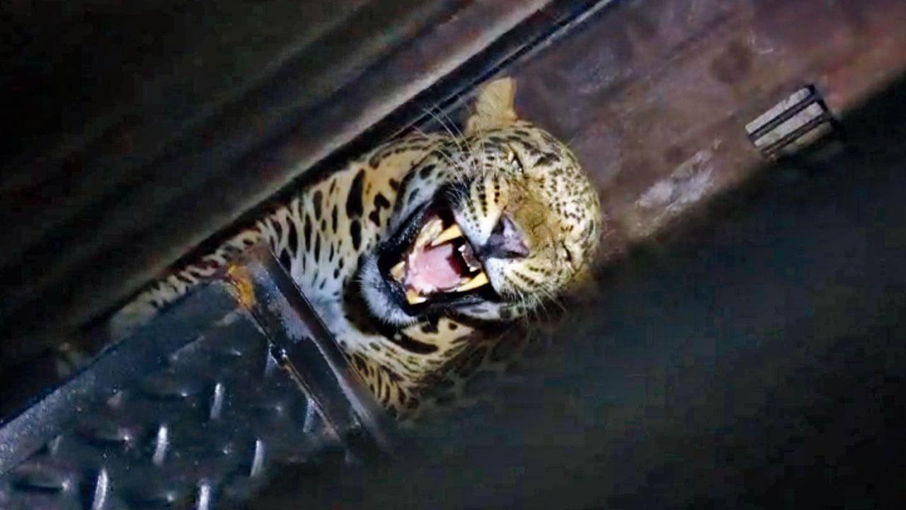 Leopard snarls after being captured