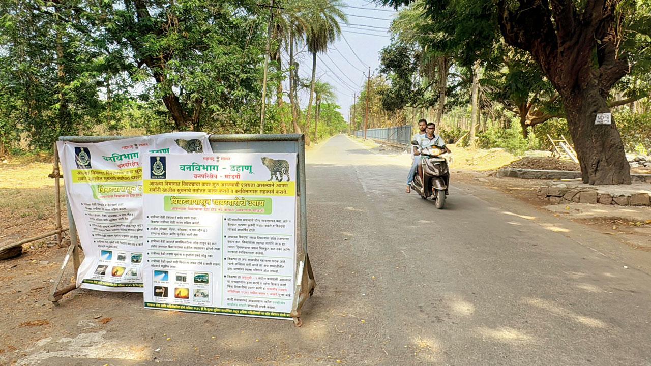Mumbai: Forest dept in Vasai asks public to not panic about loose leopard