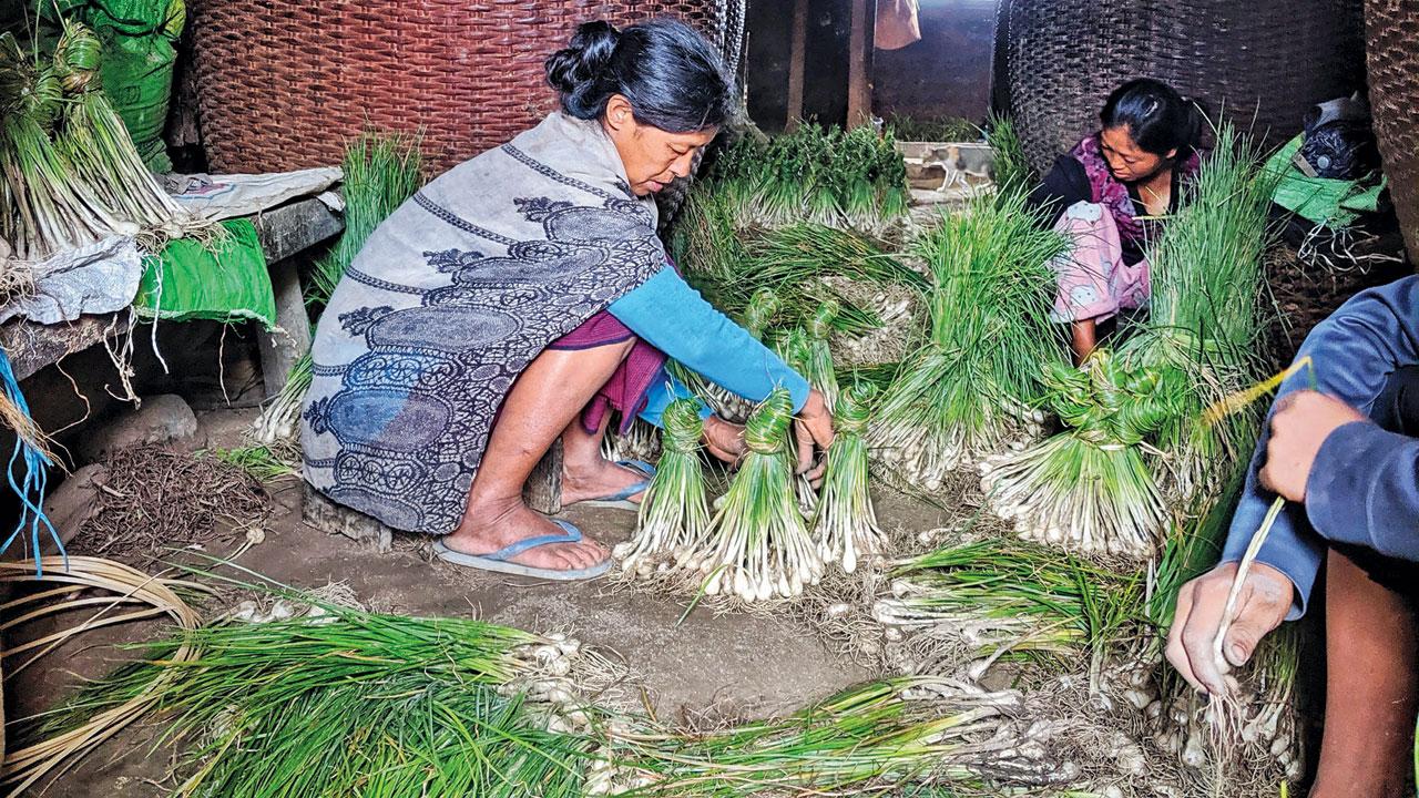 Meghalaya’s indigenous crop varieties and knowledge have made its communities resilient to climate change