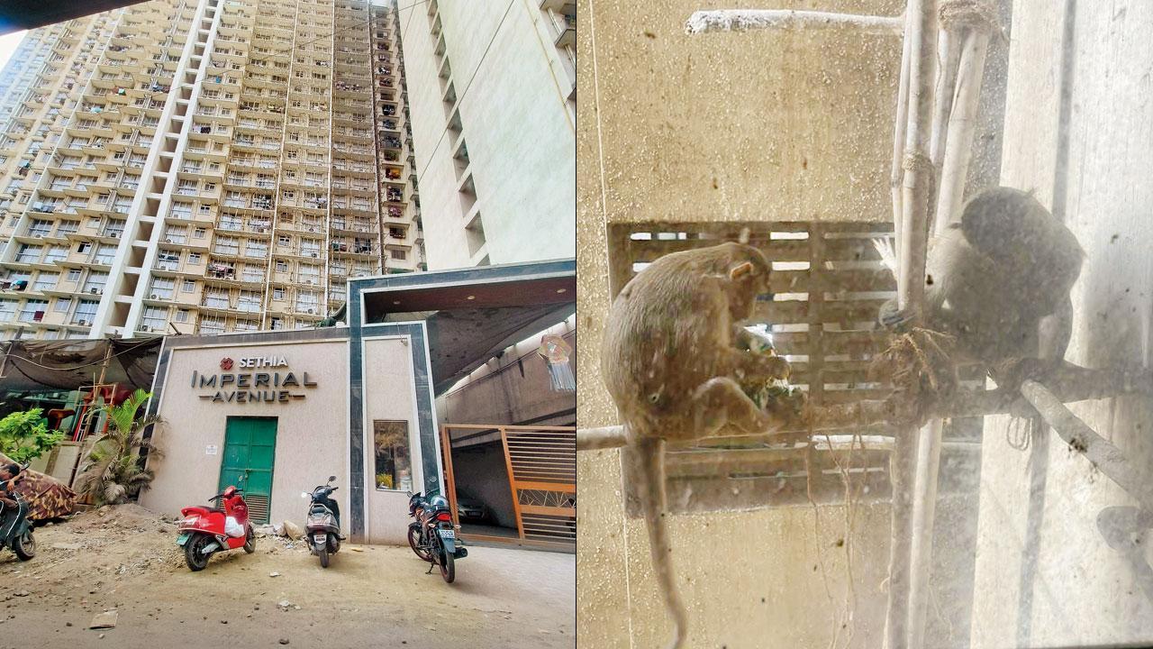 Mumbai: Monkeys call the shots in this Malad society
