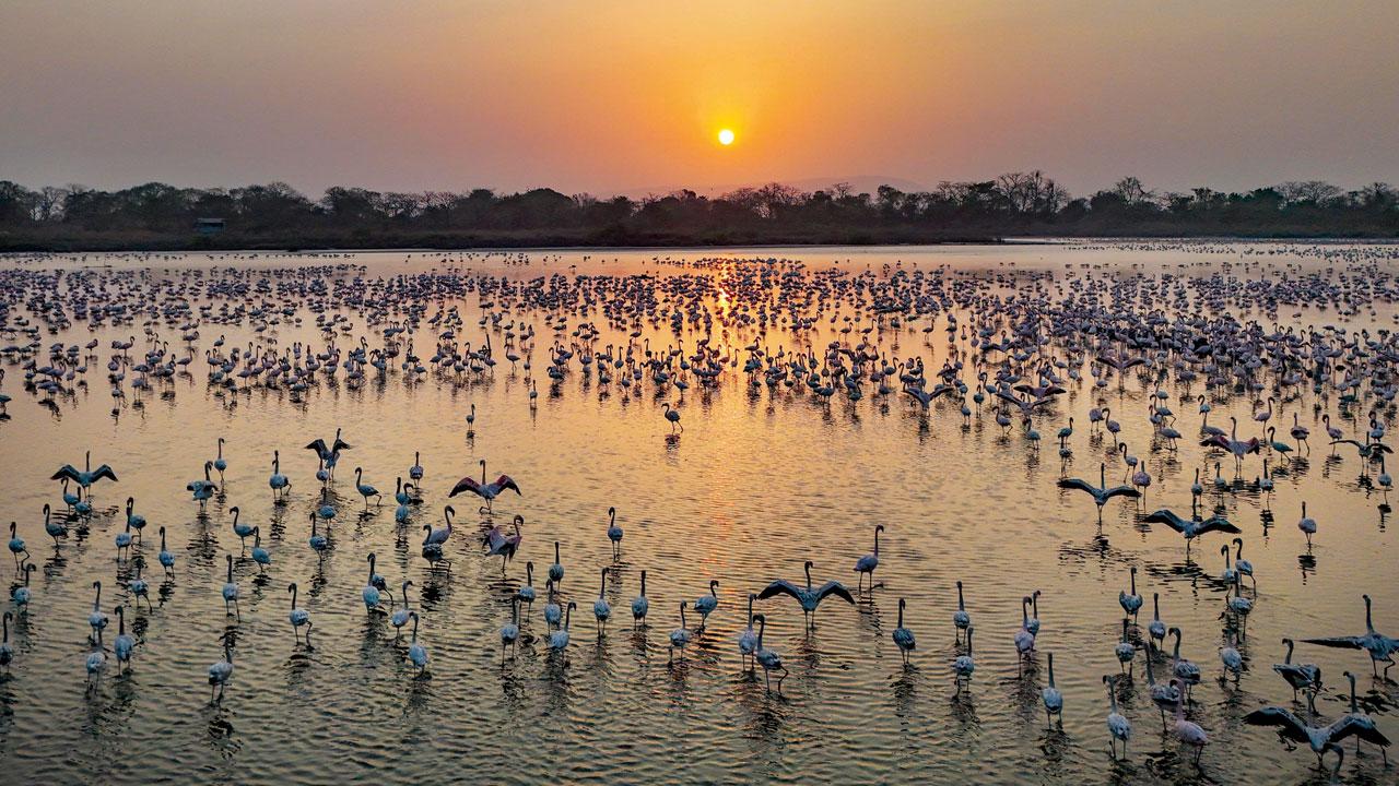 A gathering of flamingos in Nerul
