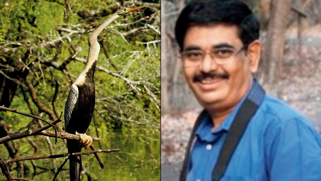 Oriental darter; (right) Dr Raju Kasambe