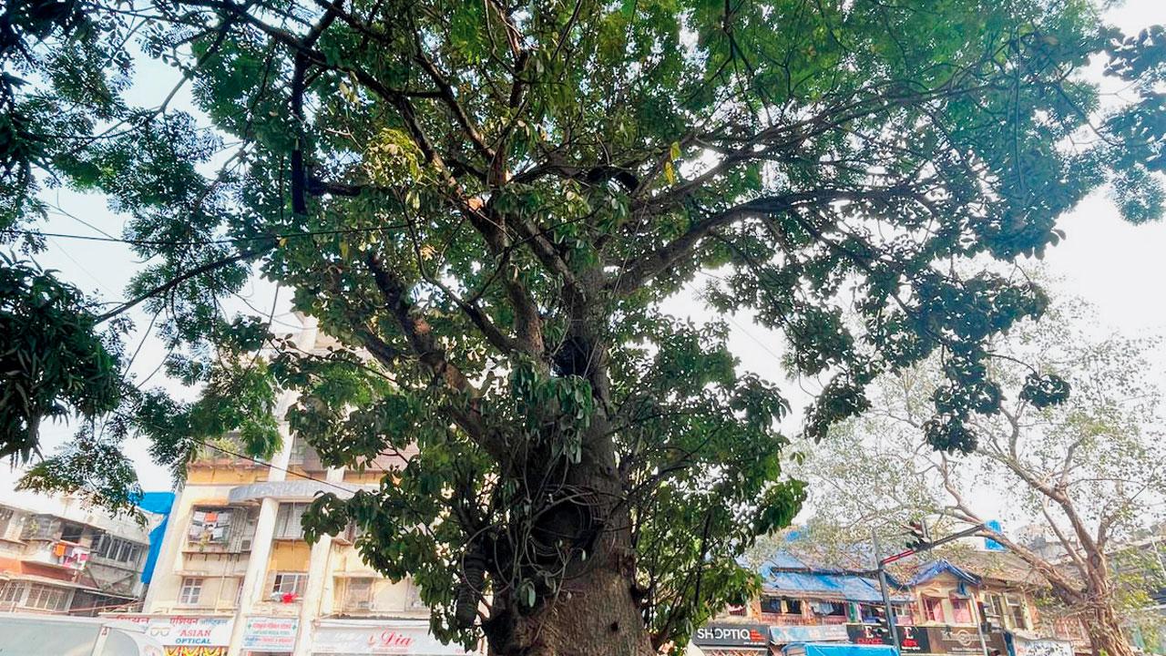 The baobab tree in Santacruz West