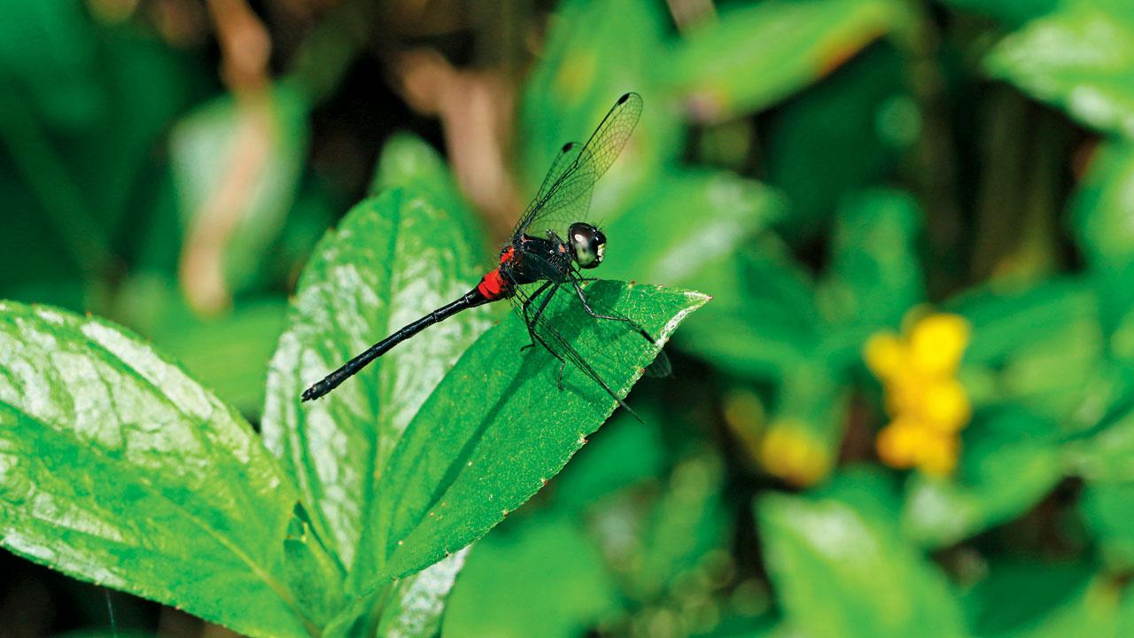 The new species of dragonfly was discovered accidentally by a naturalist