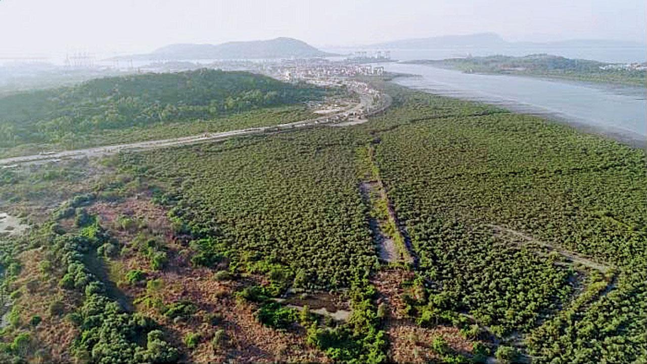 The Jawaharlal Nehru Port Authority has held onto 70 hectares of mangroves citing future requirement of land for its projects. Representation Pic/NatConnect