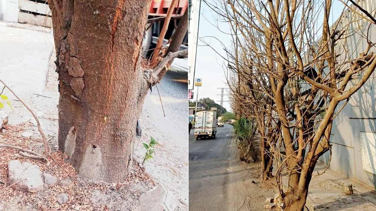 Killing trees should be a serious, punishable offence