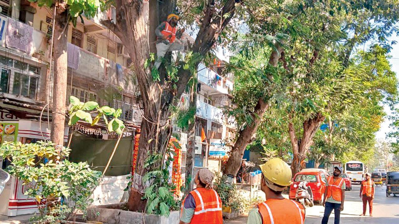 Mumbai: BMC issues notices for pre-monsoon tree trimming