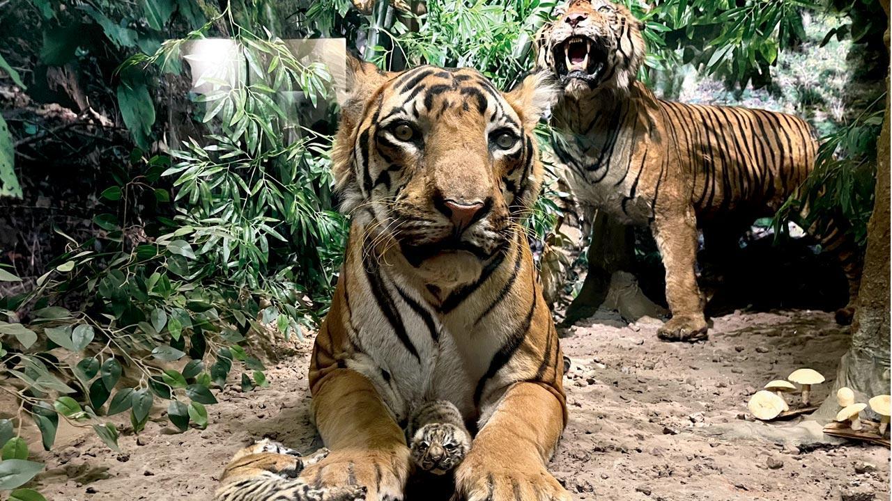 An exhibit of a tiger and its cubs at the taxidermy centre. Pics/Devashish Kamble