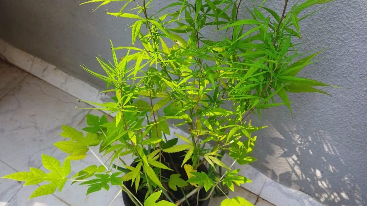 NCB raids house in Goa, recovers 33 newly grown cannabis plants; foreign national held