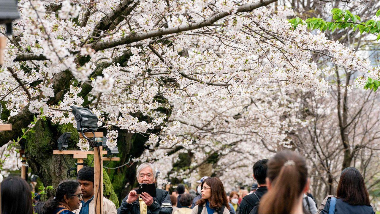 People often have sakura viewing parties beneath the falling petals, where there are also picnics and sake drinking. Photo:AFP