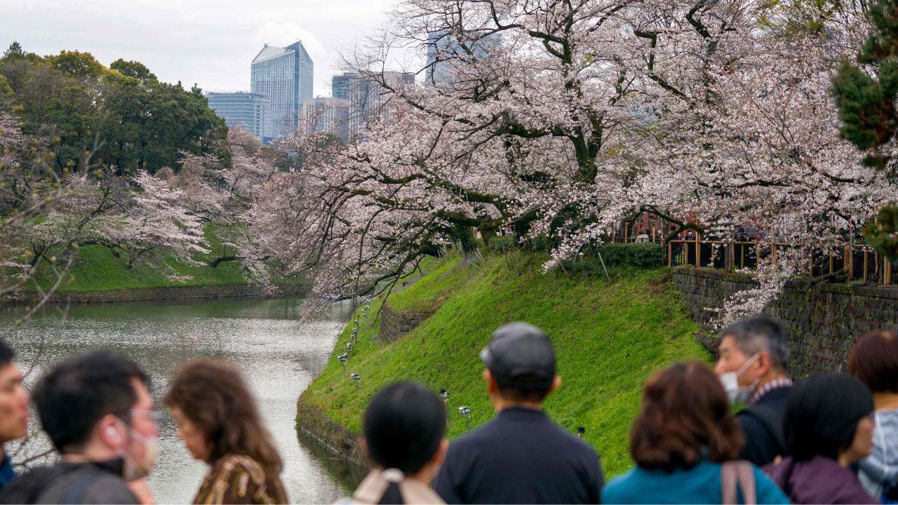 Cherry blossoms, known as ‘sakura’ in Japanese, are the nation's favourite flower. Photo: AFP