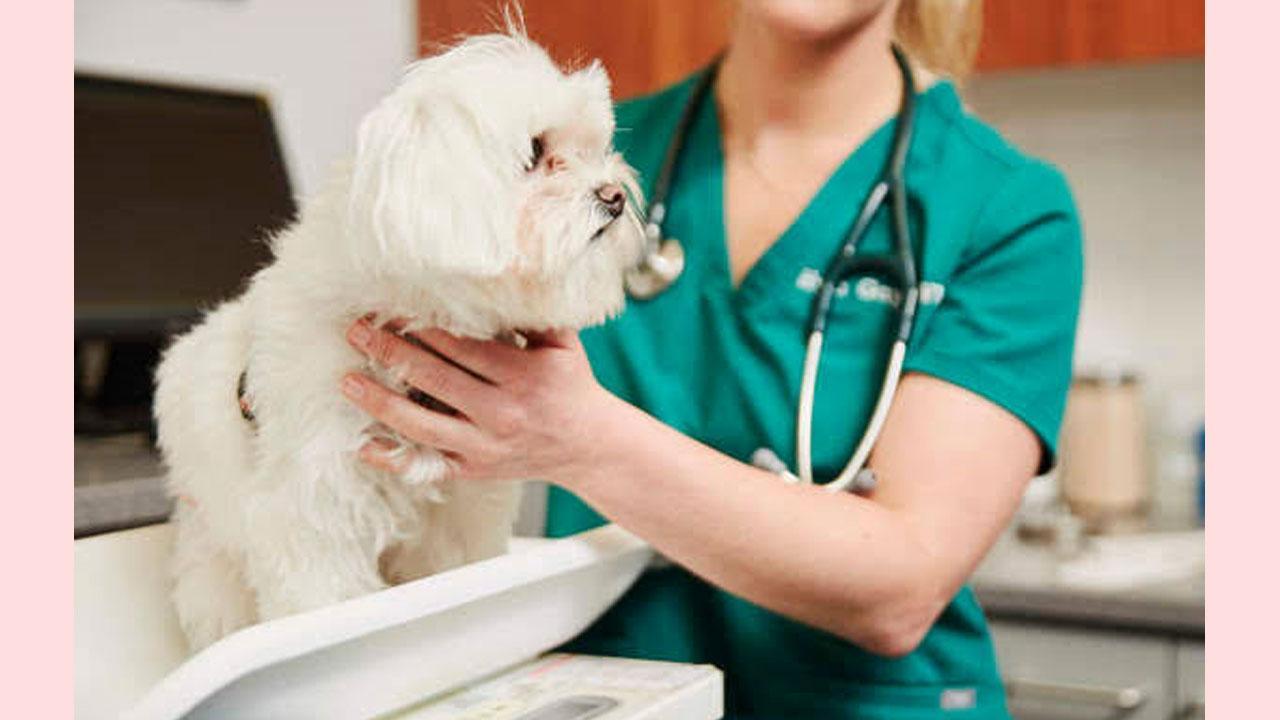 How Do I Know When to Call the Vet For My Dog?