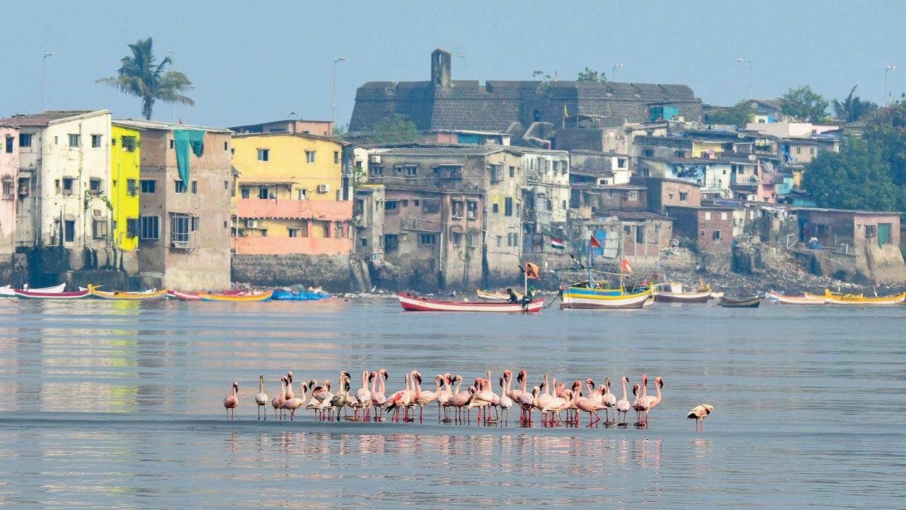 The flamingos at Prabhadevi’s shoreline. Pic Courtesy Ketan Mahadeshwar
