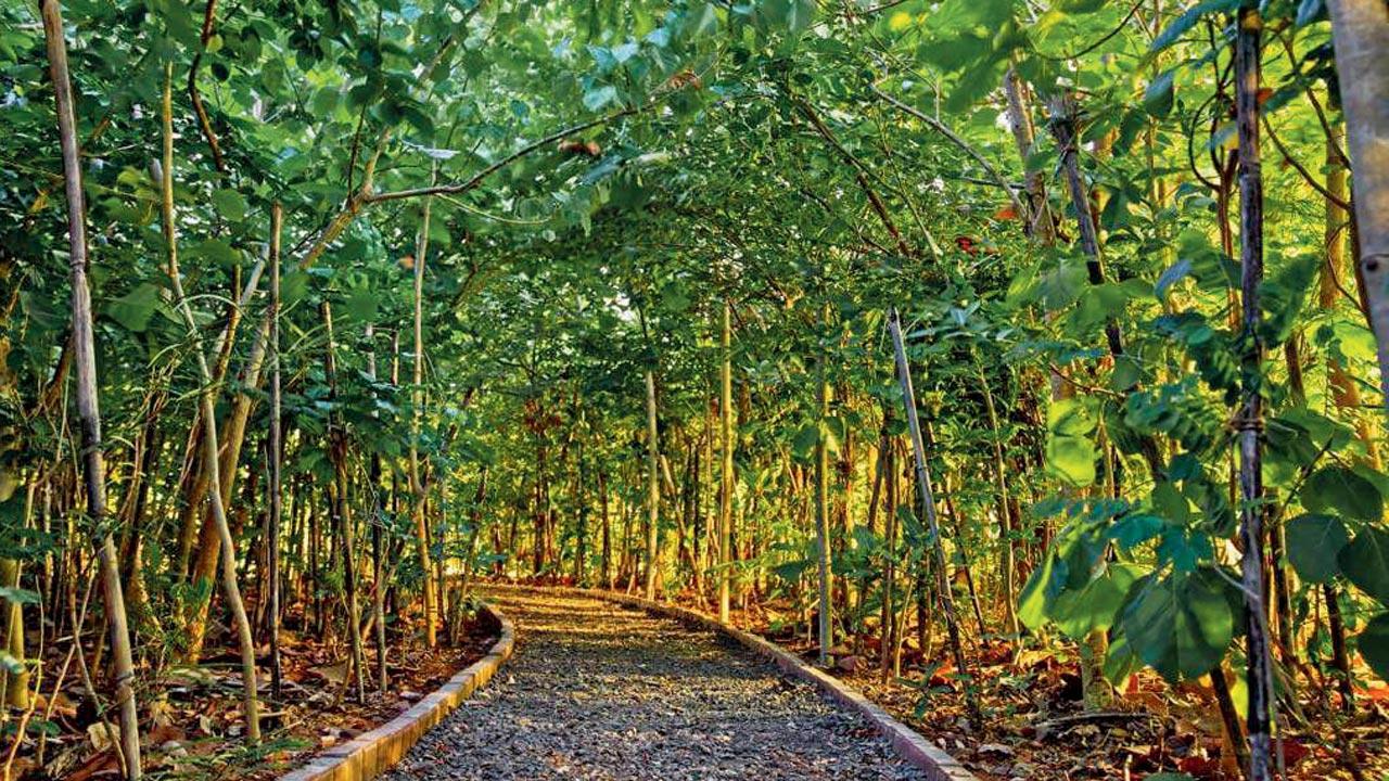 A Miyawaki forest in Chandivali. Pic Couresy/MYBMC X