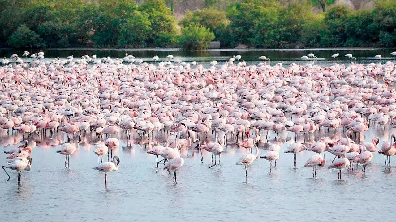 Flamingo deaths in Navi Mumbai: High-level probe ordered