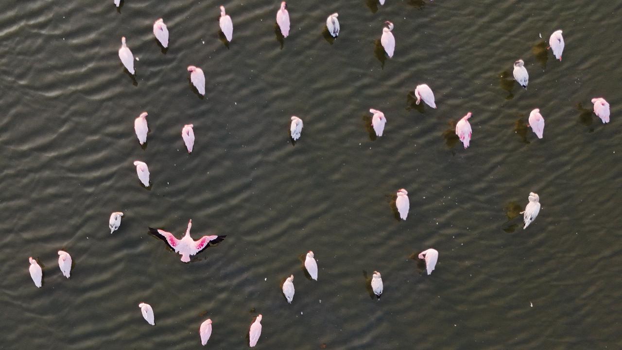 Flamingos seen on the water of DPS Lake as it has started turning reddish pink due to algae bloom, at Nerul in Navi Mumbai