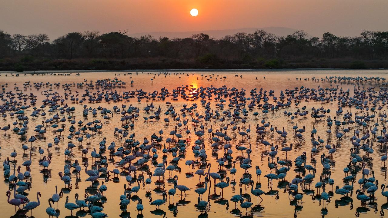Against the backdrop of Navi Mumbai's skyline, the waters of DPS Lake transform into a scenic canvas, reflecting the hues of an algae bloom, while Flamingos grace the wetlands with their flight