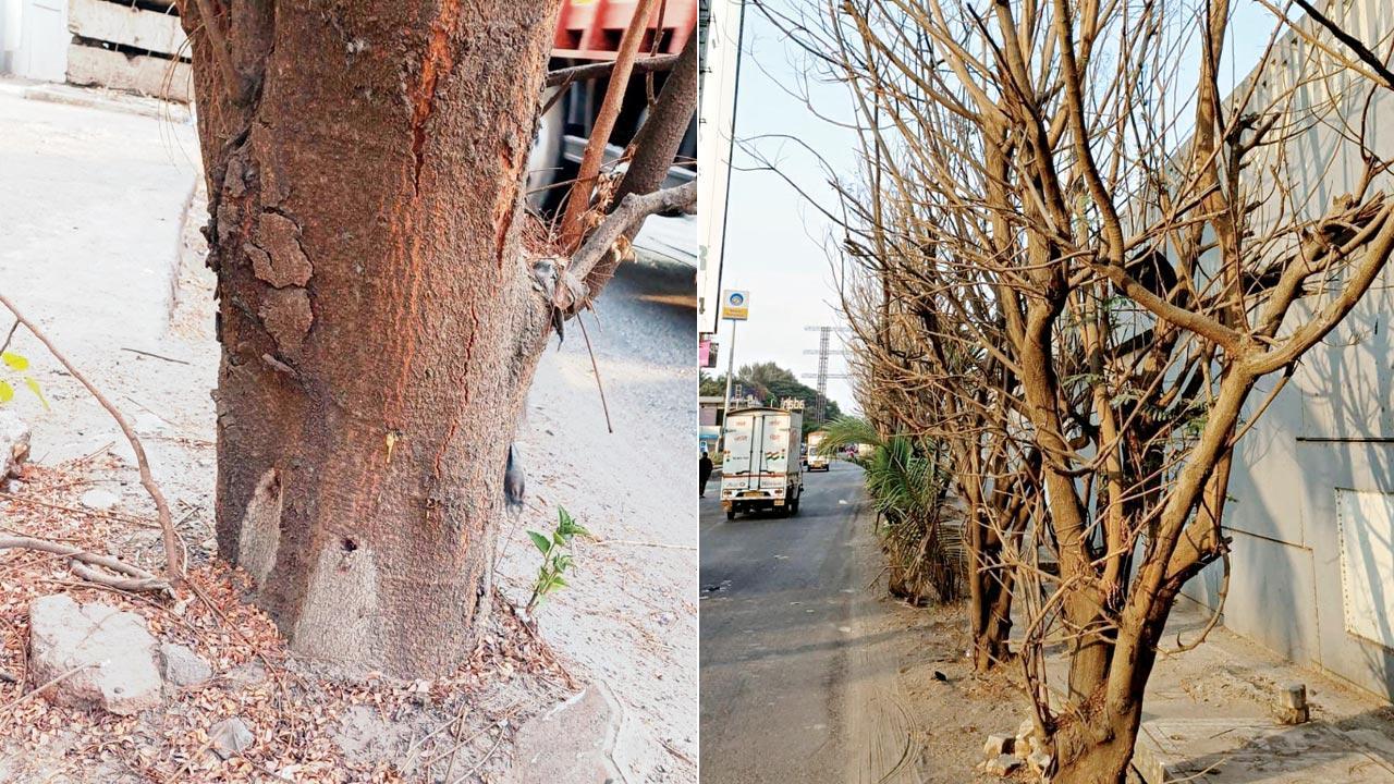  The holes on the tree allegedly used to poison the trees; (right) The leafless trees along the Eastern Express Highway. Pics/Rajesh Gupta