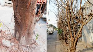 Mumbai: 55 full grown trees along EEH killed ‘by advertisers, builders’