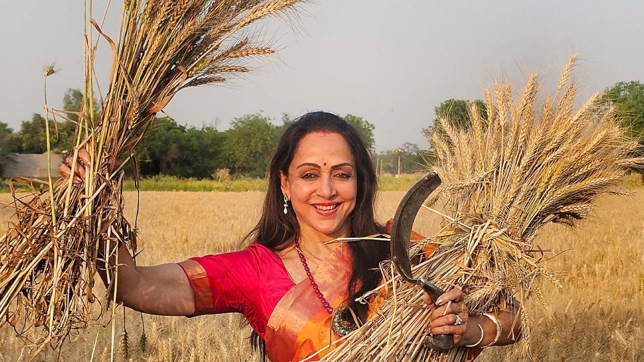 Actor, BJP candidate Hema Malini harvests wheat crop during LS election campaign