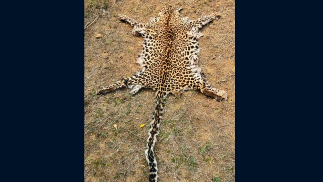 Two held with leopard skin in Odisha