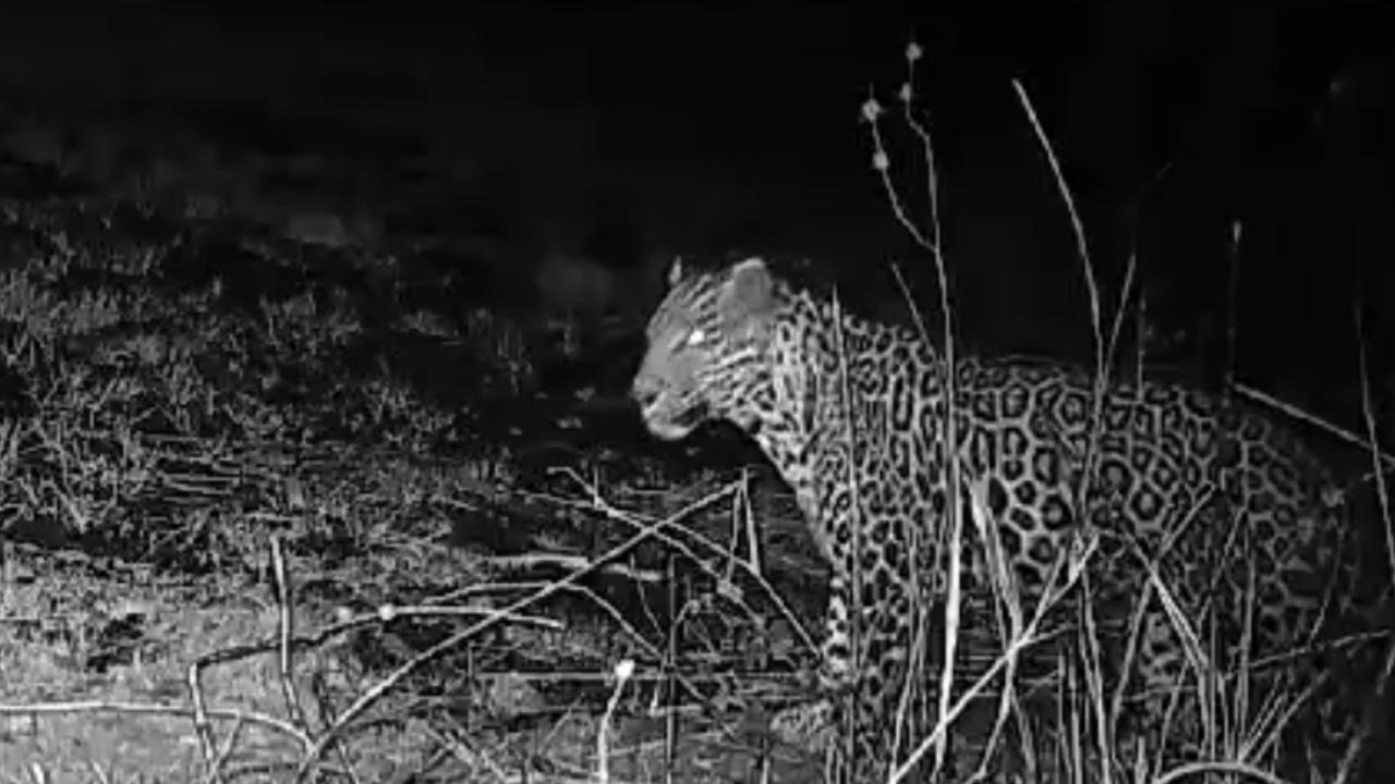 Thousands of local fishing communities had been facing difficulties after the first leopard sighting near Vasai Fort, as the authorities concerned had barricaded all the exits to restrict public movement for 12 hours after 7 pm
