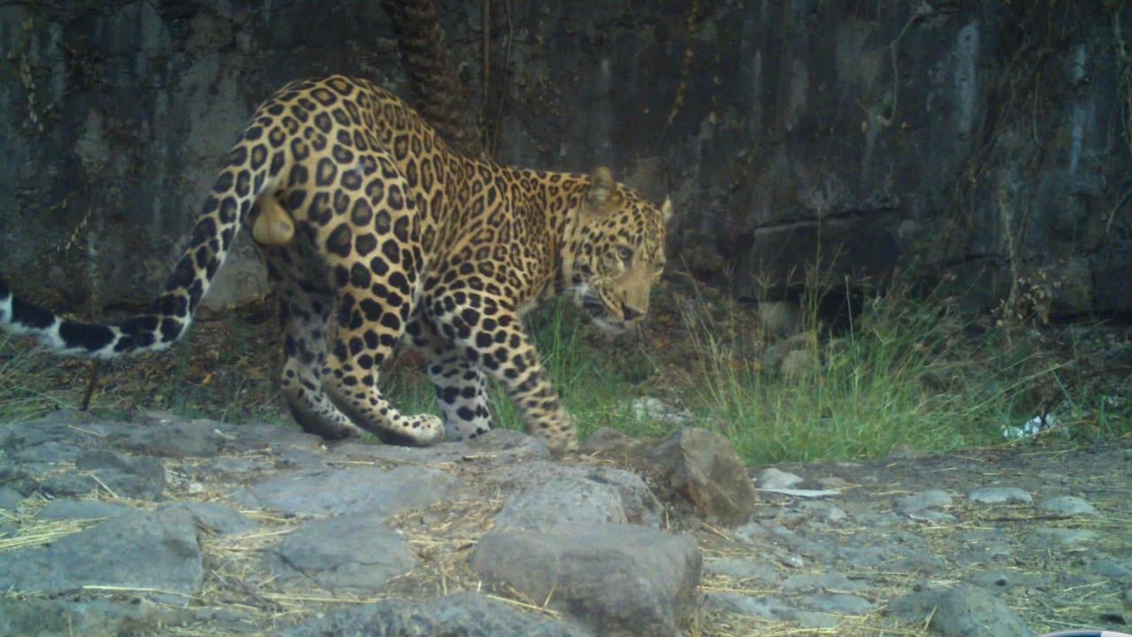IN PHOTOS: Leopard spotted at Vasai Fort trapped