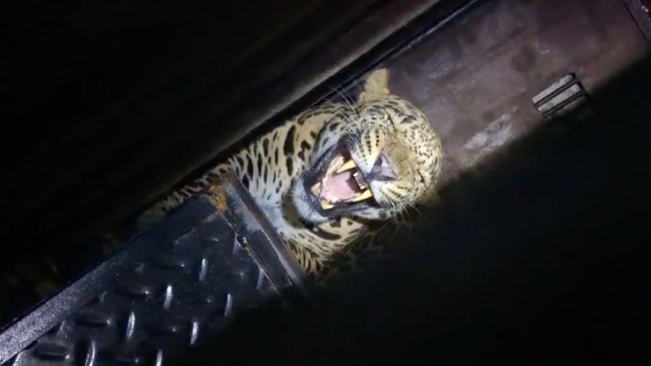 The officials had installed multiple trap cameras to monitor the movement of the leopard