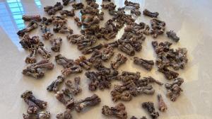 IN PHOTOS: DRI seizes Bengal monitor lizard organs, soft coral in Nashik