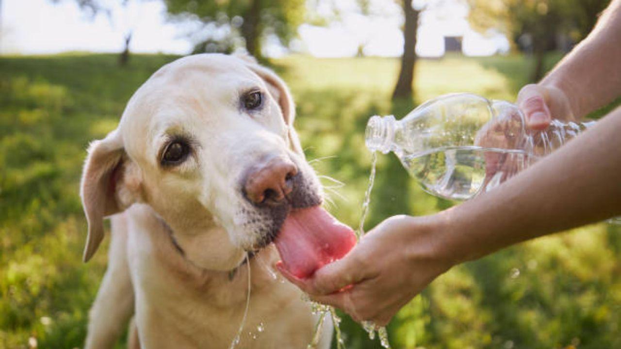 Dehydration and parasitic infections on the rise: Tips to protect your pets and strays in summer