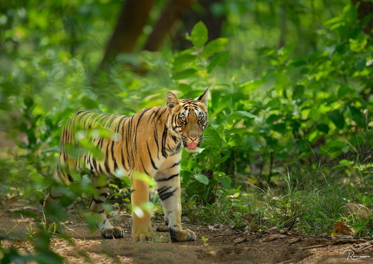 The actress also shared a picture of this majestic-looking Tiger spotted during their safari