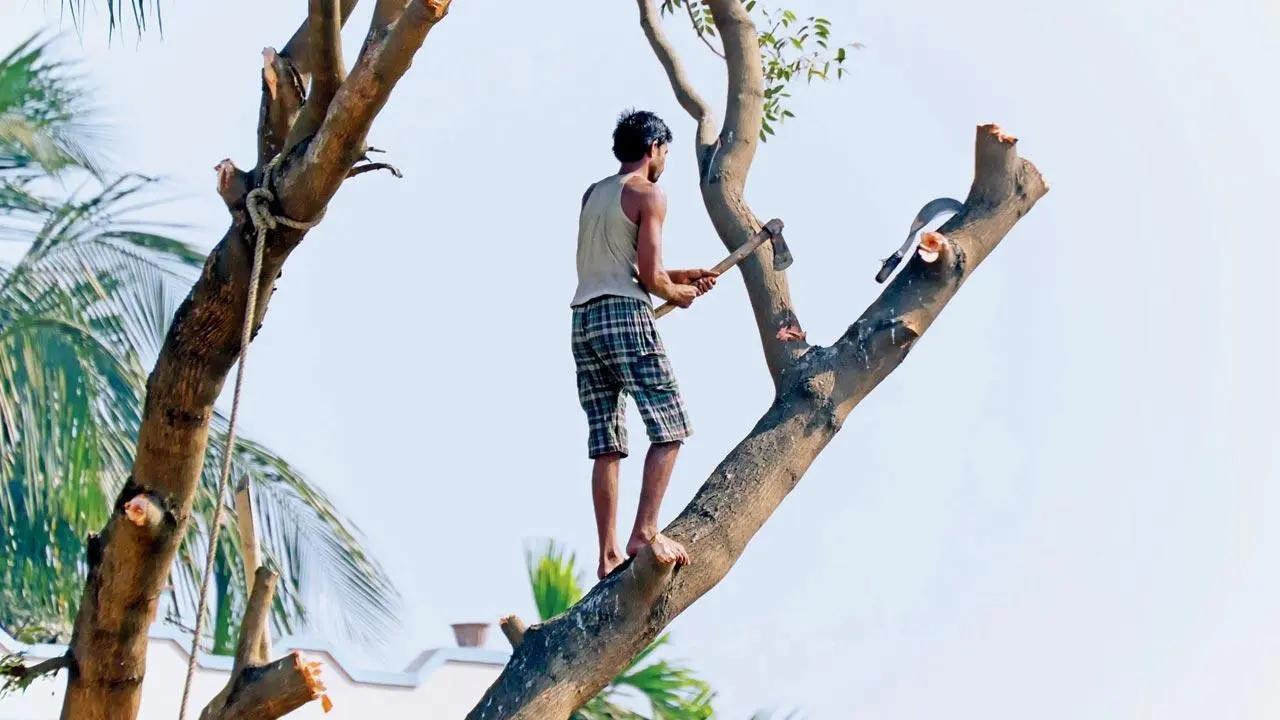 Mumbai: BMC prunes branches of 22,334 trees ahead of monsoon season