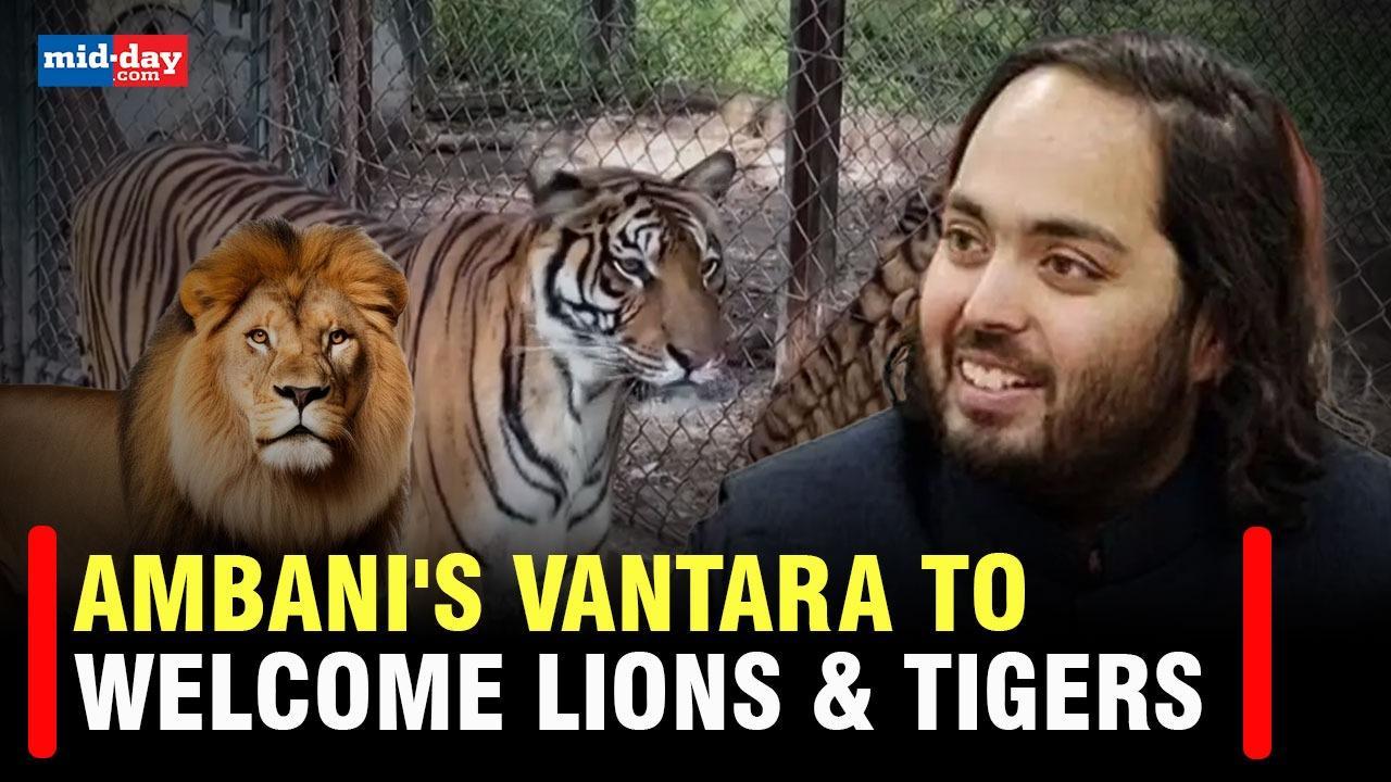 Anant Ambani all set to bring lions & tigers  from Argentina to Vantara